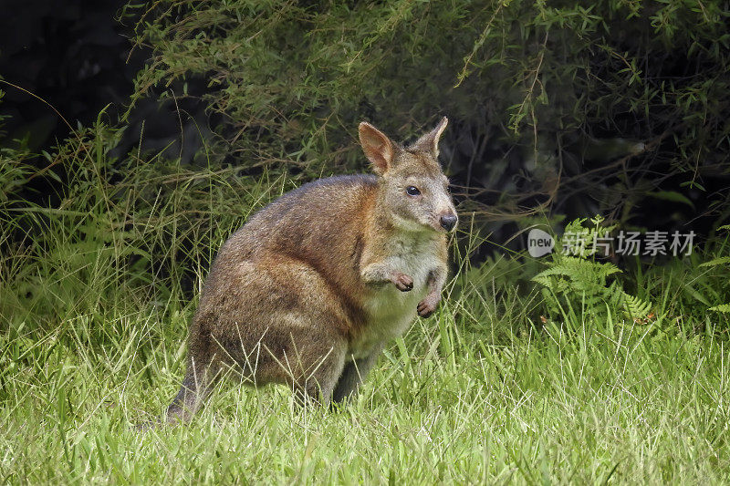 年轻的 Pademelon (Thylogale)